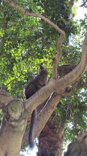 Lemur spotted in tree in Valencia, Spain