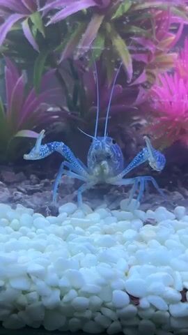 A blue crayfish stands on a white gravel substrate in an aquarium. Behind it are artificial plants in shades of pink and purple. The crayfish is facing forward, with its claws raised. There is a small orange fish swimming in the upper left corner of the frame.