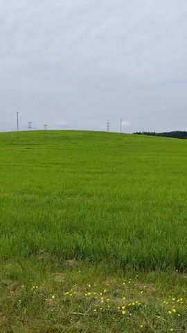The video shows a wide, green grassy field under a cloudy sky. In the distance, there are power lines and a line of trees on a rolling hill. The foreground is also covered in grass, with a scattering of small yellow flowers. The camera pans slightly to the right.