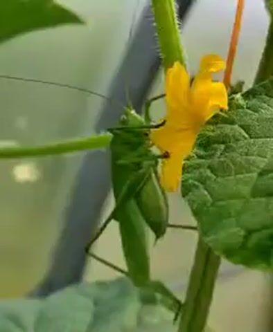 A green grasshopper is shown in close-up, perched on a cucumber plant. It is positioned on the stem, with its body facing to the left, and its head turned slightly towards a bright yellow cucumber flower. The grasshopper's long antennae are visible extending forward and upward. One of its legs is gripping the flower, and it appears to be feeding on it. The background is blurred, suggesting a natural outdoor environment or a greenhouse setting, with soft green foliage and a hint of a structure behind. The lighting is soft and natural, highlighting the green of the grasshopper and the plant, and the vibrant yellow of the flower.