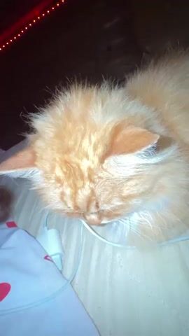 A close-up shot focuses on an orange cat with fluffy fur resting its head down. A human hand gently strokes the cat's head and ear. The cat appears to be lying on a textured surface, possibly a bed, with a white cord visible near its head. The background is dark, with a faint red glow from what might be LED lights. The person's finger then nudges the cat's nose.