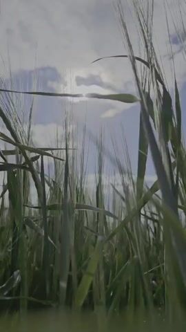 A low-angle shot captures tall green stalks of wheat reaching towards a bright, partly cloudy sky. The sun is partially obscured by clouds, casting a bright light and lens flare. The camera is positioned low in the field, looking upwards through the wheat. In the audio, a voice states, "We are here with mom and... well, we drove to the garage."
