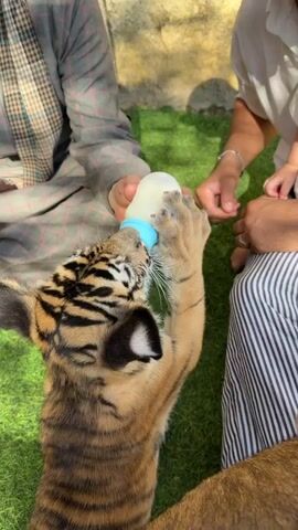 A young tiger cub is being fed with a bottle by a person. The cub is held by another person, and a third person is petting the cub. The setting appears to be outdoors, with artificial grass on the ground and a wall in the background. The people are dressed casually. The cub is alert and actively drinking from the bottle.