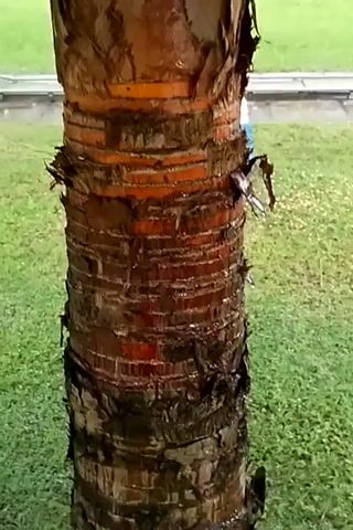 A close-up shot focuses on the trunk of a tree with distinctive layered bark, colored in shades of brown and orange. The surrounding environment consists of green grass and a blurred background. A pair of legs and shoes are briefly visible near the base of the tree trunk. A discarded plastic bottle lies on the grass behind the tree. The camera slowly moves up the tree trunk.