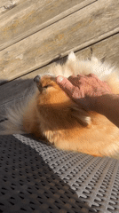 Morning routine captured: coffee prep and dog petting in France