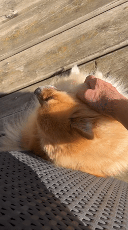 Morning routine captured: coffee prep and dog petting in France