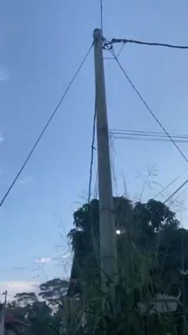 Here is a concise description of the video:

The video shows a tall, concrete utility pole against a clear blue sky. Electrical wires extend from the top of the pole in various directions. At one point, a small bird briefly perches on the pole before flying away. Tall grass and a leafy tree are visible in the foreground, partially obscuring the base of the pole.  The overall setting appears to be a residential or semi-rural area.