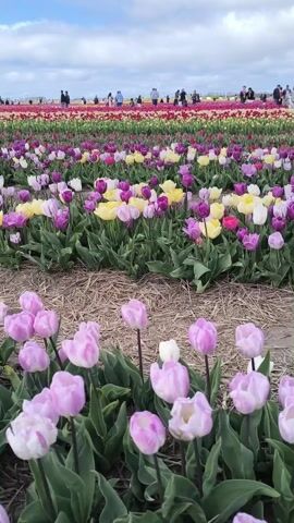 Here is a description of the video:
The video showcases a vibrant tulip field on a partially cloudy day. The foreground features rows of light purple tulips, interspersed with green leaves. The soil between the rows is covered with dried straw or hay. In the middle ground, there are rows of multi-colored tulips: yellow, white, and various shades of purple. Further in the background, a dense array of colorful tulips stretches to the horizon, including red, pink, and orange hues. 

Several people are visible in the background, walking among the flowers or standing and observing the scenery. The sky is blue with scattered white clouds. The overall scene depicts a tulip festival, with visitors enjoying the colorful display of flowers.