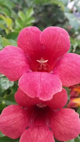 A close-up, vertical shot shows two vibrant pink flowers layered on top of each other against a blurred green leafy background. The flowers are bell-shaped, with five petals each. The upper flower is slightly more in focus, revealing intricate details within its center. The overall impression is one of natural beauty and delicate form.