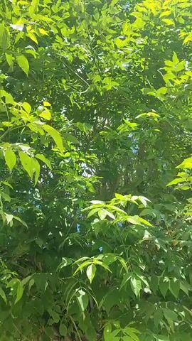 The video displays a close-up, low-angle shot of a tree with lush green foliage. Sunlight filters through the leaves, creating a dappled effect and highlighting the vibrant green. The leaves appear to be compound, with multiple leaflets on each stem. The branches are dense, obscuring much of the background, but hints of a bright blue sky are visible through the canopy, suggesting a clear day. The overall impression is one of natural beauty and the vibrancy of a healthy tree. The camera seems to be moving slightly, perhaps being held or attached to a moving object. No people, animals, or man-made objects are clearly visible within the frame. The scene evokes a sense of tranquility and the abundance of nature. The time of day appears to be daytime, likely late morning or early afternoon, given the bright sunlight. The location cues are minimal, but the color and type of foliage suggest a temperate climate. There is no visible text in the media file.