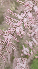 Spring morning scenes captured in Szczecin: flowering plants, seagull