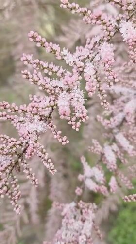 Spring morning scenes captured in Szczecin: flowering plants, seagull