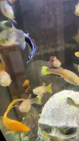 The video displays an aquarium filled with numerous guppies of various colors including yellow, orange, blue, and multi-colored varieties. The fish are actively swimming in the water, with some congregating near a decorative skull at the bottom of the tank. The lighting appears to be adequate, illuminating the aquarium and its inhabitants. The background is dark and out of focus, suggesting the focus is entirely on the fish and their immediate environment within the tank.