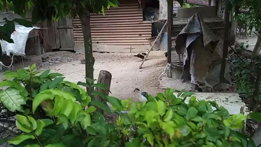 A video shows an outdoor scene with lush green foliage in the foreground. In the background, a corrugated metal structure serves as a backdrop, with wooden structures on either side. The ground is sandy and scattered with small pebbles. A small bird with white and black markings is visible in the middle ground, near a tree stump. Further back, another bird, possibly a chicken or duck, with dark plumage is pecking at the ground. The overall impression is of a rustic, perhaps rural, environment.