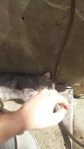 The video shows a person's hand interacting with a tabby cat. The cat is lying down on a rough, textured surface that appears to be concrete, possibly in an outdoor or semi-outdoor setting. Overhead, a cracked concrete surface or roof is visible, with a thick black cable running down from it. The lighting suggests it is daytime, with sunlight casting shadows. The person's hand is gently petting the cat, and the cat appears relaxed and comfortable. The interaction seems to be a moment of quiet companionship. The background elements, like the cracked concrete and the cable, suggest a possibly utilitarian or slightly neglected environment. There is no visible text in the video.