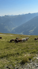 Alpine cattle grazing high above the Gastein valley