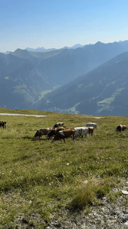 Alpine cattle grazing high above the Gastein valley
