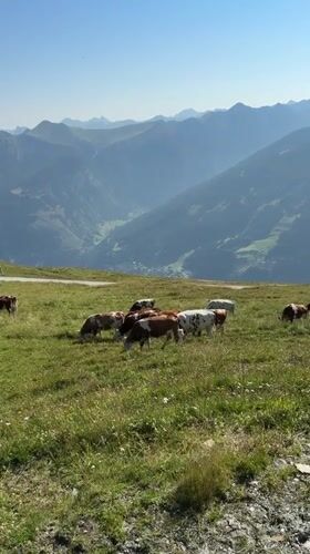 Alpine cattle grazing high above the Gastein valley