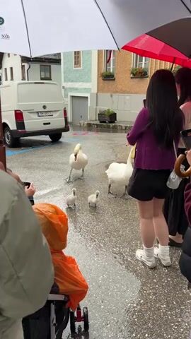 The video shows a group of swans and their cygnets in a wet, paved area, likely a street or plaza, under umbrellas. Two adult swans are prominent, with one on the left and another on the right. Three cygnets are clustered between them. Several people are visible, holding umbrellas and phones, presumably filming or observing the birds. One person in the foreground is partially obscured by an orange rain cover over a stroller or wheelchair. A white van is parked in the background, and buildings with windows and potted plants are also visible. The ground is wet and reflective, indicating rain.