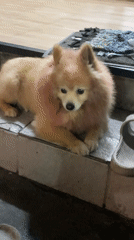 Small Pomeranian dog rests inside Kuta shop