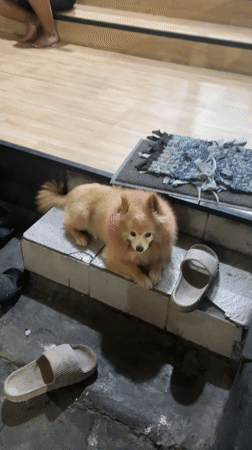 Small Pomeranian dog rests inside Kuta shop
