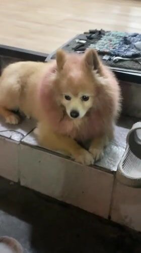 Small Pomeranian dog rests inside Kuta shop