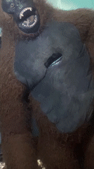 Gorilla costume play session recorded in Jos, Nigeria