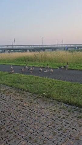 This video captures a flock of geese walking along a paved path. The geese, a mix of adults and younger ones, are the primary subjects. The scene is an outdoor setting with lush green grass bordering the path. In the background, tall, dry grasses create a textured contrast, and further beyond, a bridge with visible overhead wires suggests a proximity to a road or railway. A lamppost stands tall on the left side of the background.

The time of day appears to be early morning or late evening due to the soft, diffused light and the pale sky. There are no people visible in the frame. The geese are moving in a seemingly organized manner, some walking ahead, others clustered together. Their activity is simply traversing the path, possibly in search of food or a nesting site.

Notable details include the distinct cracking pattern of the paving stones in the foreground, indicating a textured surface. The weather appears calm, with no strong winds suggested by the stillness of the grass and the geese's feathers. The presence of a bridge and overhead wires are key location cues hinting at an urban or suburban fringe environment. No text is visible in the video. The overall mood is peaceful and natural, highlighting the simple existence of wildlife in a developed landscape.