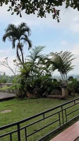 The video opens with a shot of a lush green landscape with palm trees and ferns. The camera pans to the right, revealing a concrete platform overlooking a valley filled with trees. A railing runs along the foreground. As the camera continues to pan, a bird of prey, possibly an eagle or hawk, is seen perched on a wooden post. Its wings are outstretched, and it appears to be preparing to take flight or has just landed. The sky is partly cloudy, and the overall scene depicts a natural, outdoor environment.