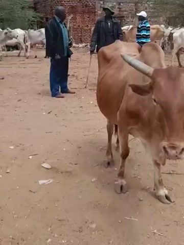 The video shows a group of people and cattle in an outdoor, dusty environment. In the foreground, a light brown cow with prominent horns is facing the camera. In the mid-ground and background, several more cows, mostly white, are visible. Three men are present. One man, wearing a dark jacket and blue jeans, stands on the left, looking towards the other men. Another man, wearing a dark jacket and a hat, stands in the center, holding a walking stick and facing a third man who is wearing a blue and white striped shirt and dark pants. This third man appears to be speaking or interacting with the man holding the stick. The environment appears somewhat arid with sparse vegetation and buildings constructed of brick in the background. The ground is dirt and dusty.