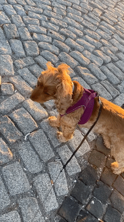 Dog walk and cruise ship spotted in Narlıdere