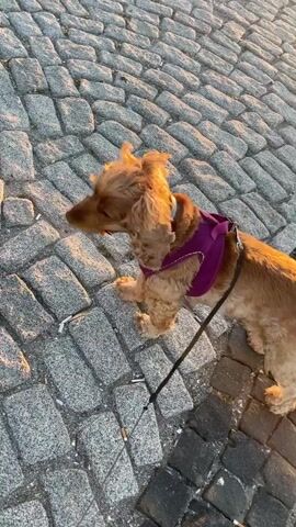 The video opens with a close-up of a small, light brown, curly-haired dog walking on a cobblestone path. The dog is wearing a purple harness and is on a black leash. It appears to be sniffing the ground, where several cigarette butts are visible. The warm, golden light of the setting sun illuminates the scene from the right.

The camera then pulls back and pans, revealing more of the cobblestone path, which transitions from lighter grey stones to darker ones. A wooden deck structure is visible on the left. The video then transitions to a wider shot of the coastal environment. The sun is setting over a calm body of water, likely the sea, with a soft orange and yellow glow across the horizon. A rocky shoreline separates the cobblestone path from the water. The sky is clear, and the overall atmosphere is peaceful, capturing a serene sunset stroll in Narlıdere, Turkey.