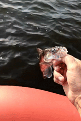 Catch-and-release fishing on a Russian lake at dusk