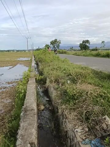 The video shows a rural scene with a narrow, concrete-lined ditch alongside a flooded rice paddy field. The ditch contains stagnant water with some debris and vegetation growing along its sides. A paved road runs parallel to the ditch, with more vegetation bordering the road. In the distance, there are trees and hills visible under a cloudy sky. Power lines stretch across the foreground of the frame. The camera appears to be stationary.