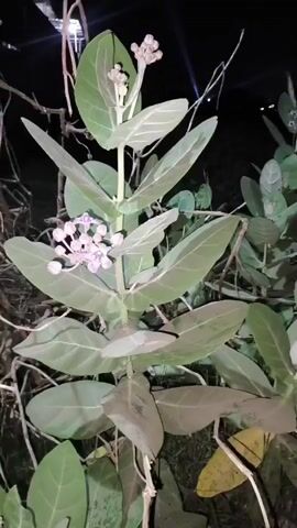 The video shows a close-up view of a plant with large, oval-shaped leaves and clusters of light pink flowers. The plant appears to be outdoors at night, as indicated by the dark background and some faint artificial lights visible in the distance. The camera is focused on the plant, with some parts appearing slightly out of focus. There are no people or animals visible in the video.