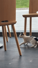 Cats take over a Sofia cafe's chairs and tables