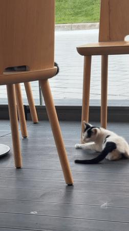 Cats take over a Sofia cafe's chairs and tables