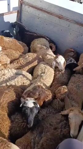 A man is crouched down on the edge of a truck bed filled with sheep. The sheep are a mix of colors, including brown, white, and black. They are tightly packed together, and some of them appear to be resting or sleeping. The truck bed is made of metal and has wooden sides. In the background, there are other vehicles and buildings, suggesting an outdoor market or transportation hub. The lighting suggests it is daytime. The man is wearing dark clothing.
