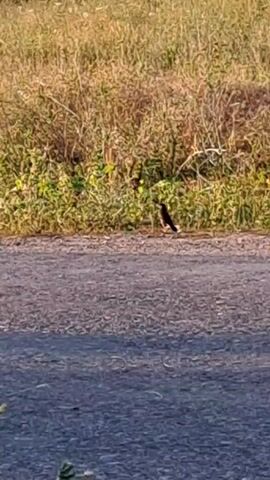 A small bird with dark feathers stands on the edge of an asphalt road. The bird is facing to the right and appears to be looking at something in the grass. The background consists of tall, dry grass with some green foliage at the bottom. The lighting suggests it is daytime.