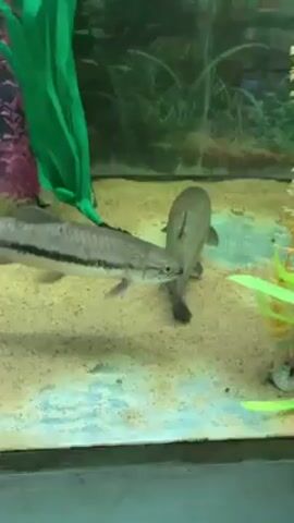 The video shows an aquarium. Inside, there are two fish with long, cylindrical bodies and a single dark stripe running along their sides. They are swimming near the bottom of the tank, which is covered with light-colored sand. Artificial plants, one green and the other pink, decorate the aquarium. The background of the tank features more artificial greenery. Sounds of people talking can be heard in the audio.