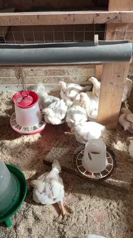 A group of young white chickens are gathered on a floor covered in wood shavings inside a coop. In the foreground, a few chickens are visible, one lying on its side with its legs extended. In the mid-ground, a cluster of chickens are huddled together around a white and red feeder, and another white feeder with a brown base. A few chickens are also visible in the background, some near a long grey pipe. The coop appears to be constructed of wood and has a brick wall on the left. The lighting suggests it is daytime.