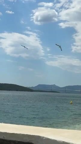 The video shows a seascape under a partly cloudy sky. Two seagulls fly in the air. In the distance, a bridge spans over the water between land masses. A yellow buoy floats on the water's surface. The foreground features a concrete ledge. The camera pans to the right, revealing a rocky shoreline with vegetation and a stone pathway leading to a concrete structure on a hill. The view is partially framed by the branches of a tree.