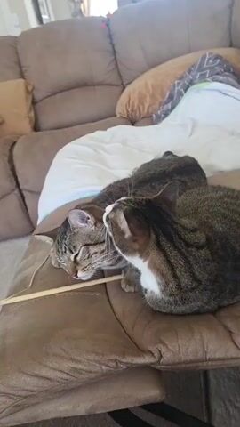The video shows two tabby cats on a brown couch. One cat is lying down with its eyes closed, and the other cat is grooming its face. There is a white blanket and some pillows on the couch. The room appears to be a living room.