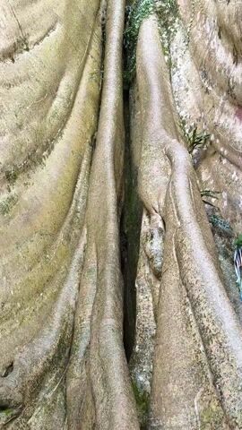 The video shows a large tree from a low angle, looking upward. The tree's roots and lower trunk are thick and textured, with ridges and grooves. Patches of green moss and small plants grow on the bark. As the camera pans up, the tree's trunk splits into several large branches, which are white in color. Green leaves are visible at the top of the tree against a cloudy sky.