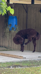 Alpacas and a bear sculpture at a Moscow outdoor exhibit