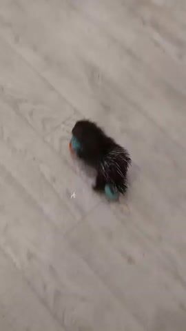 A porcupine is playing with a chew toy on a wooden floor. The porcupine is small and dark brown with quills. The toy is orange and blue and is shaped like a ball with a loop. The porcupine is batting the toy with its paws and chewing on it. The floor is light brown and has a wood grain pattern.