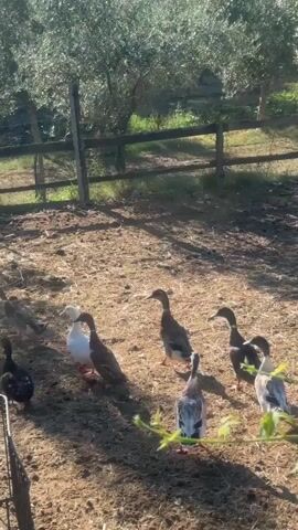 A group of ducks and chickens are walking around on a dirt path near a fence and some trees. The sun is shining, casting shadows on the ground. In the background, there is a wooden fence with some green foliage behind it. Some of the ducks are white, while others are brown and white. The chickens are white. The animals appear to be free-ranging in an outdoor enclosure.