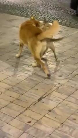 The video shows two stray dogs on a paved surface with a repeating tile pattern. One dog is a sandy brown color and larger than the other, which is a lighter beige color. The dogs are seen standing close together, then engaging in an aggressive fight with barking. The camera angle is low and moves slightly, following the action between the dogs. The background is blurred, but appears to be an urban environment with a partial view of a vehicle. Both dogs have tags on their ears, indicating they may have been vaccinated or neutered. The dogs are locked in a physical confrontation, biting at each other's necks and shoulders.