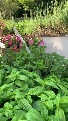 A close-up shot shows a hose with water spraying onto a patch of lush green basil plants. In the background, pink flowers and tall lavender stalks are visible, along with a white wall and some greenery. The sun is shining, casting shadows on the plants. The scene appears to be a garden.
