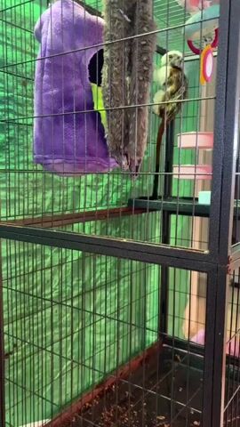 A marmoset monkey is hanging upside down from a fuzzy brown rope toy in a green cage. A purple sleeping pouch hangs to the left of the rope toy. The cage has a black metal frame and a green fabric backdrop. The floor of the cage is covered with a brown substrate. In the background, there are pink platforms and a colorful toy.